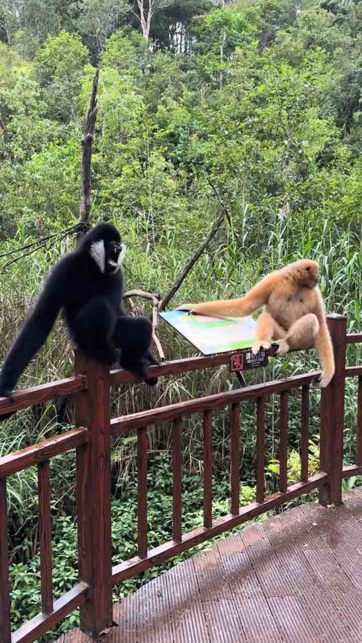 Beautiful, gibbons making gibbon sounds. The males are black, the females are pale yellow